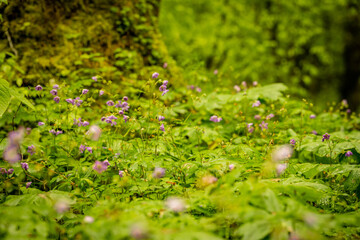 Flowering Wild Geraniums Pop Up In Spring
