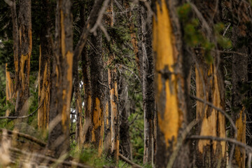 Forest of Rubbing Trees In Yellowstone