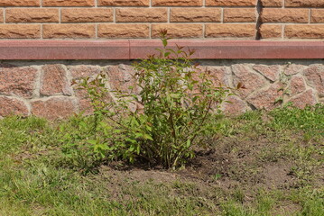 one decorative green bush grows in the ground and grass on the street near the brown stone brick wall of the fence