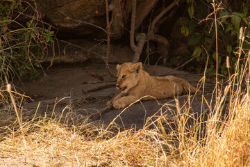Fototapeta na wymiar A lion cub chewing on a stick
