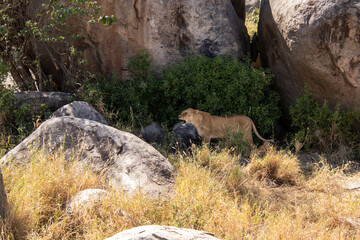A lioness facing to the left.