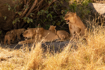 Two adult female lions with three cubs