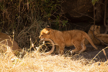 Fototapeta premium A lion cub playing with another lions tail.