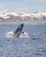 A humpback whale is jumping out of ocean water with snow mountains on the background © Yan