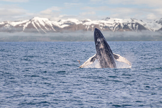 A humpback whale is jumping out of ocean water	with snow mountains on the background