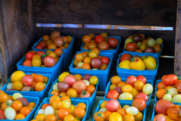 Farmers Market Heirloom Tomato Arrangement