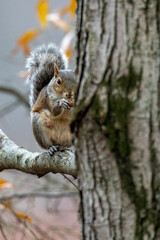 Young Grey Squirrel on a tree
