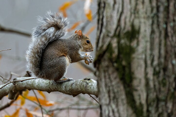 Naklejka na ściany i meble Young Grey Squirrel on a tree