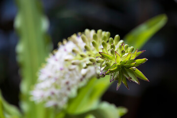 Closeup of a green spiked plant in a garden