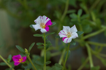white and pink flowers in the garden