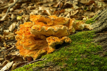 mushrooms on a tree