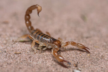 scorpion on the rock