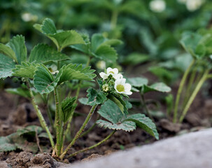 Strawberry bush with green leaves and white flowers in vegetable garden, fruit growing