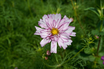 Fototapeta premium Double click cosmos flower growing in an outdoor flower bed. Purple and white flower.