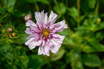Obraz premium Double click cosmos flower growing in an outdoor flower bed. Purple and white flower.