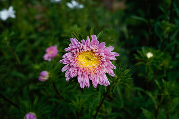 Large pink aster flower with a yellow center blooming in an outdoor garden space. 