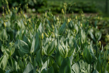 Obraz premium Healthy lisianthus flowers in bud form an outdoor flower garden.