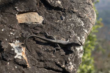 lizard on a rock