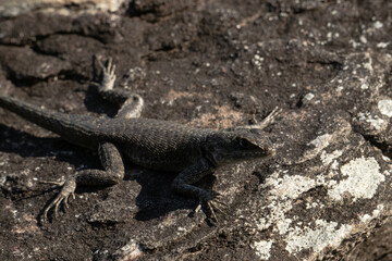 lizard on the stone