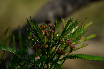 cones on a branch
