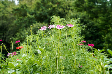 Tall cosmos and zinnia flowers growing in a field.