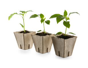 Green pepper seedlings in peat pots isolated on white
