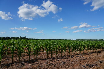 Fototapeta na wymiar Corn stocks are growing on a farm field