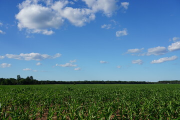 Corn stocks are growing on a farm field