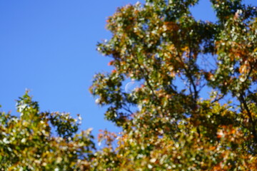 Day time half moon photograph during the autumn season