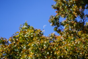 Day time half moon photograph during the autumn season