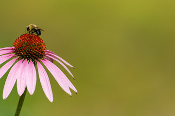 Bee on an Echinacea - Cone flower and plenty of copy space