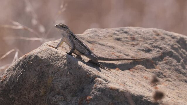 Сalifornia dragon. Western fence lizard (Sceloporus occidentalis) is a common North American lizard. 