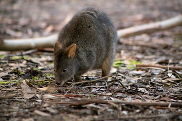 wallabie rufus of tasmania in a park 