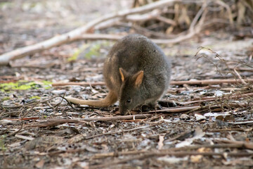 wallabie rufus of tasmania in a park 