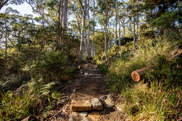 beautiful eucalyptus forest at tasman national park in tasmania/ australia during a treck at cap raoul in the peninsula.
