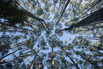 beautiful eucalyptus forest at tasman national park in tasmania/ australia during a treck at cap raoul in the peninsula.
