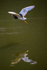 a heron flying over water in sunrise