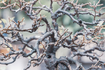 Bonsai tree without leaves with blur background macro