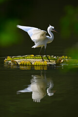 a great egret expanding wings on lotus leaves in sunrise
