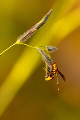 Yellow wasp on a flowering plant in Sarasota, Florida