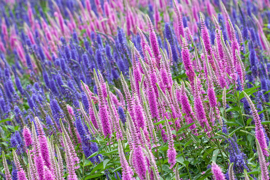 Pink and blue muskari field meadow wild flowers macro wallpaper