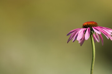 Echinacea and copy space