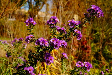 Purple New England Aster bloomed during the autumn season