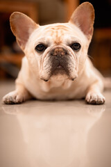 Funny french bulldog lying at balcony 