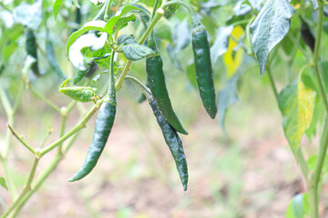 hot and spice chili on tree