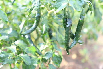hot and spice chili on tree