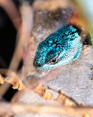 blue lizard on the rock