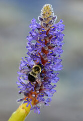 bee on a flower