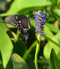 butterfly on flower