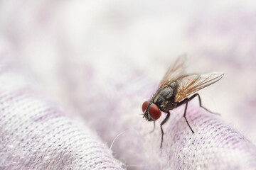 Common House Fly Musca domestica